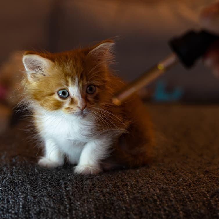 Cat receiving dose of hemp oil