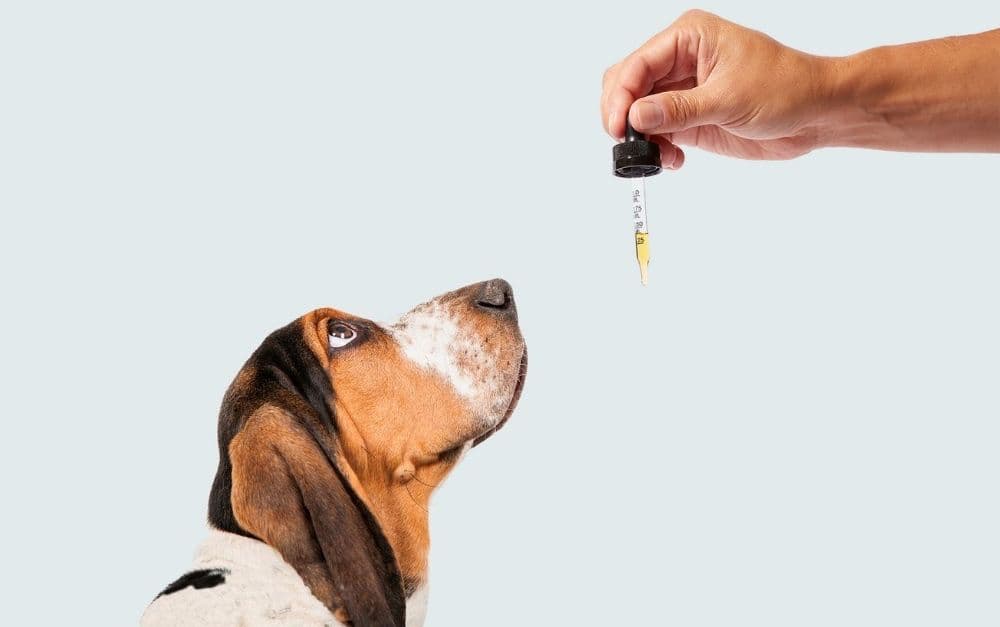 CBD Dosing 101: Determining What Your Pet Needs CBD Dosing 101: Determining What Your Pet Needs