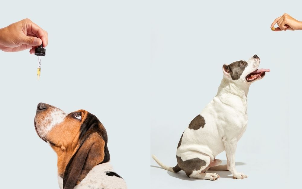 cbd tincture and soft chew with dogs