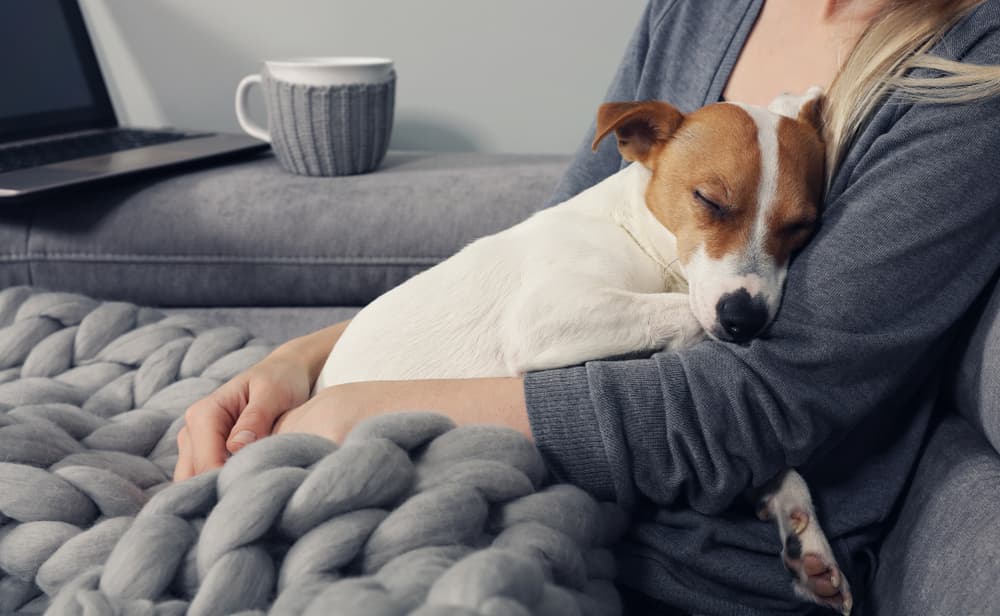 Jack Russell resting