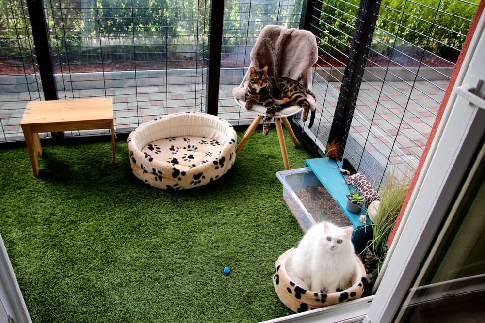 cats in catio