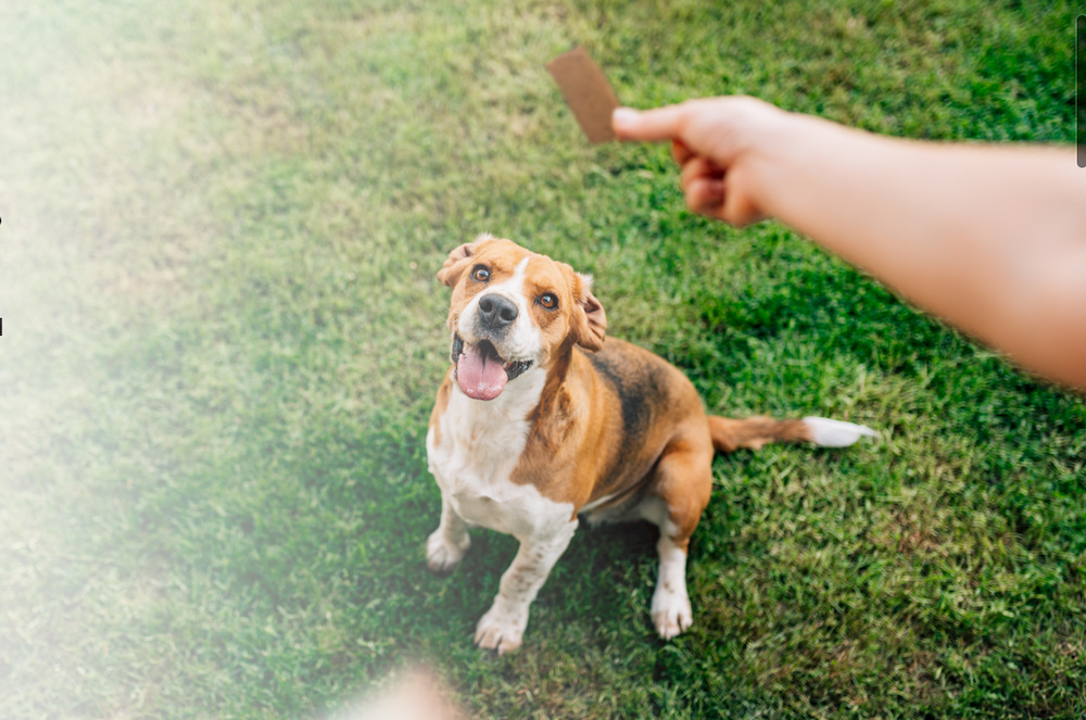 Which Supplement Bar is Right for Your Dog? Which Supplement Bar is Right for Your Dog?