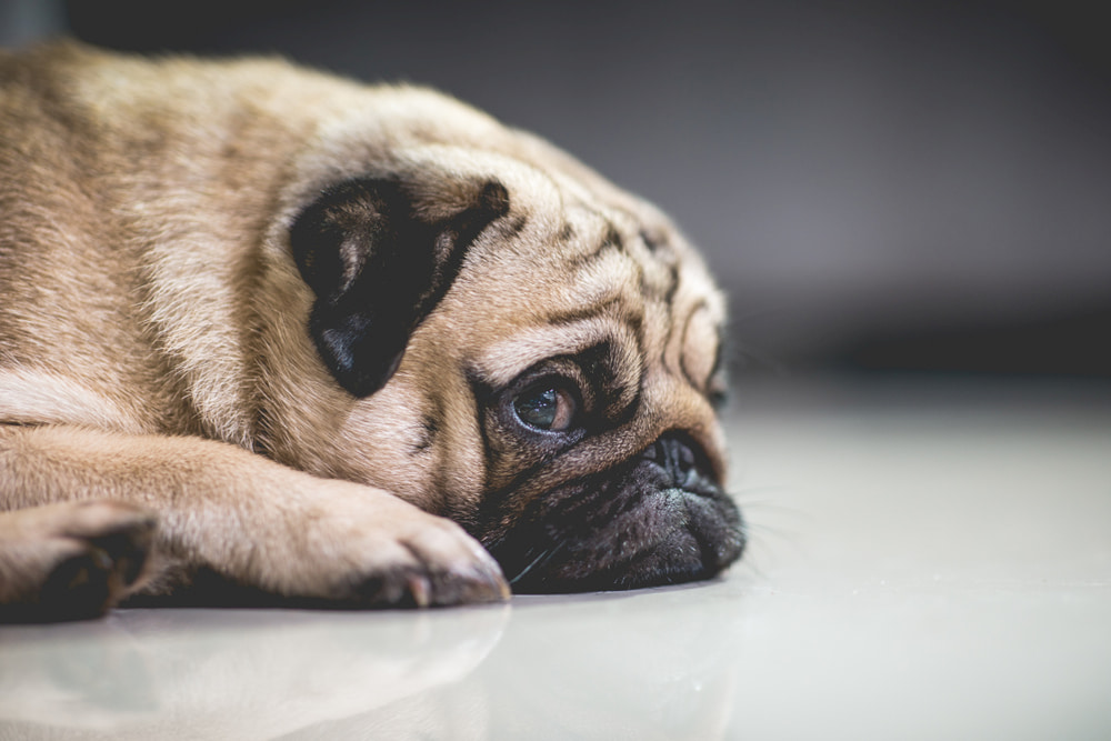 Anxious Bulldog lying on floor