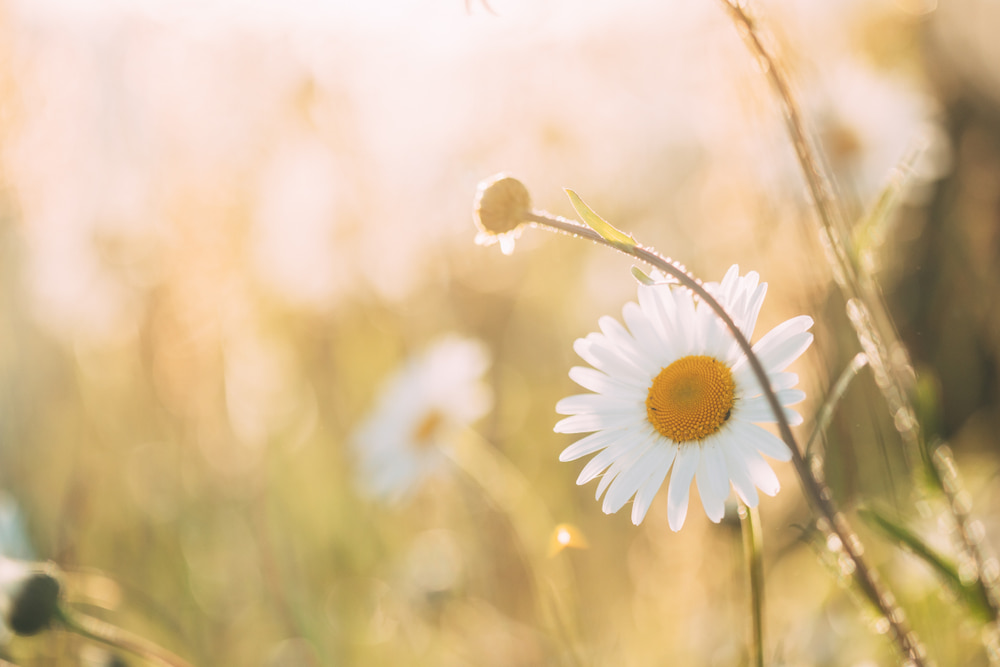 Chamomile flowers in a field