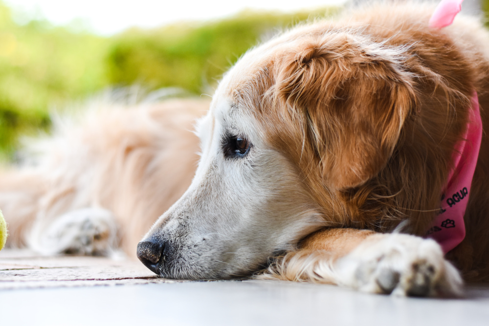 Senior dog lying down