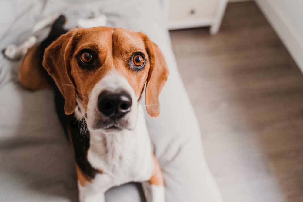 Beagle with GI problems