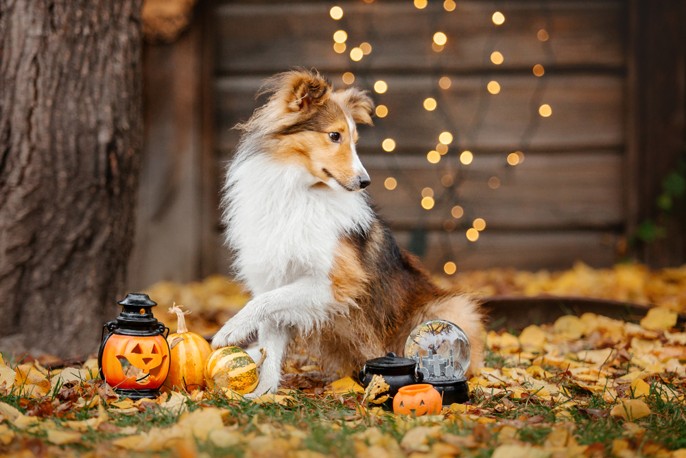 Dog scared of Halloween decorations