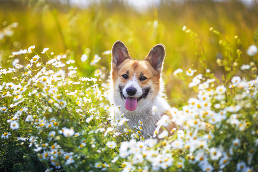 Chamomile for Dogs: Benefits and Uses Chamomile for Dogs: Benefits and Uses