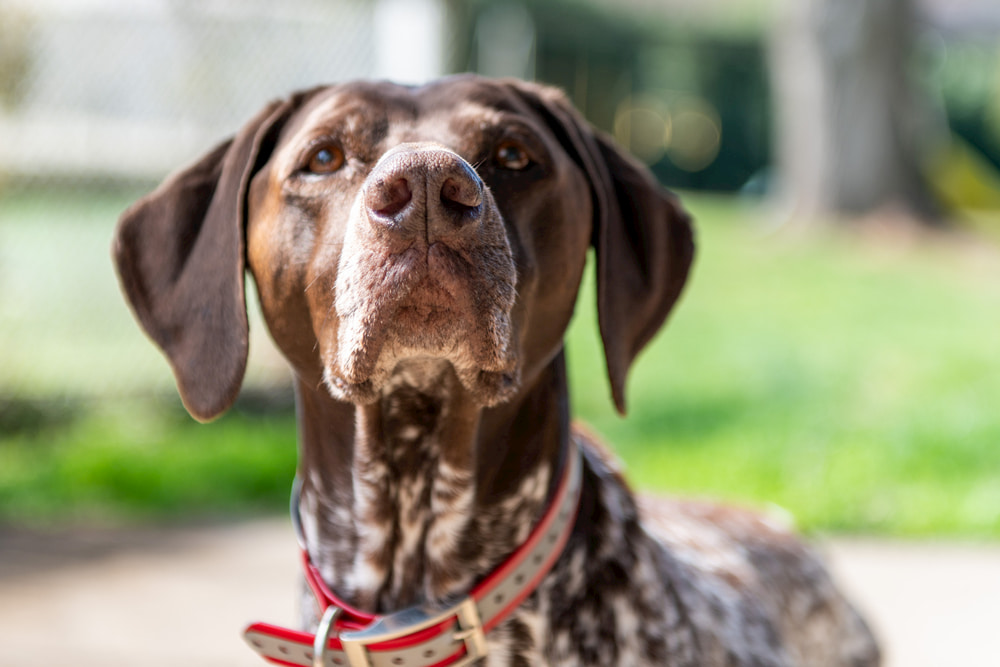 Older confused dog looking at camera