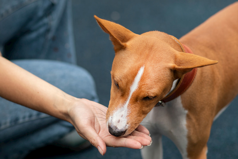 Woman giving dog a supplement