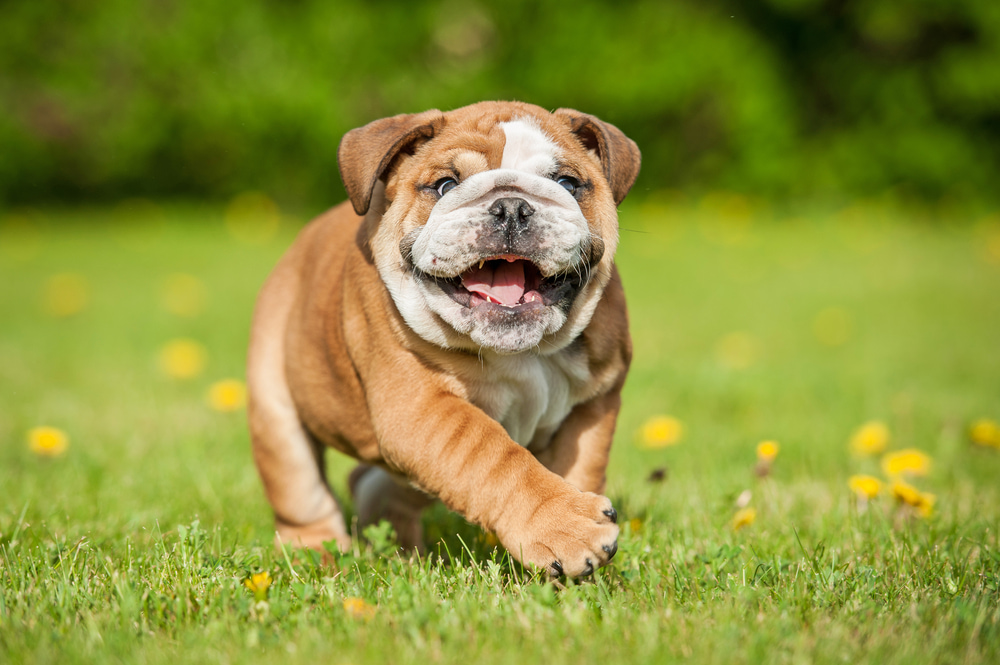 Bulldog puppy running outside