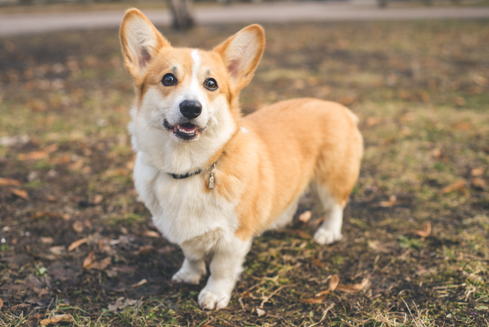 Corgi outside with leaves