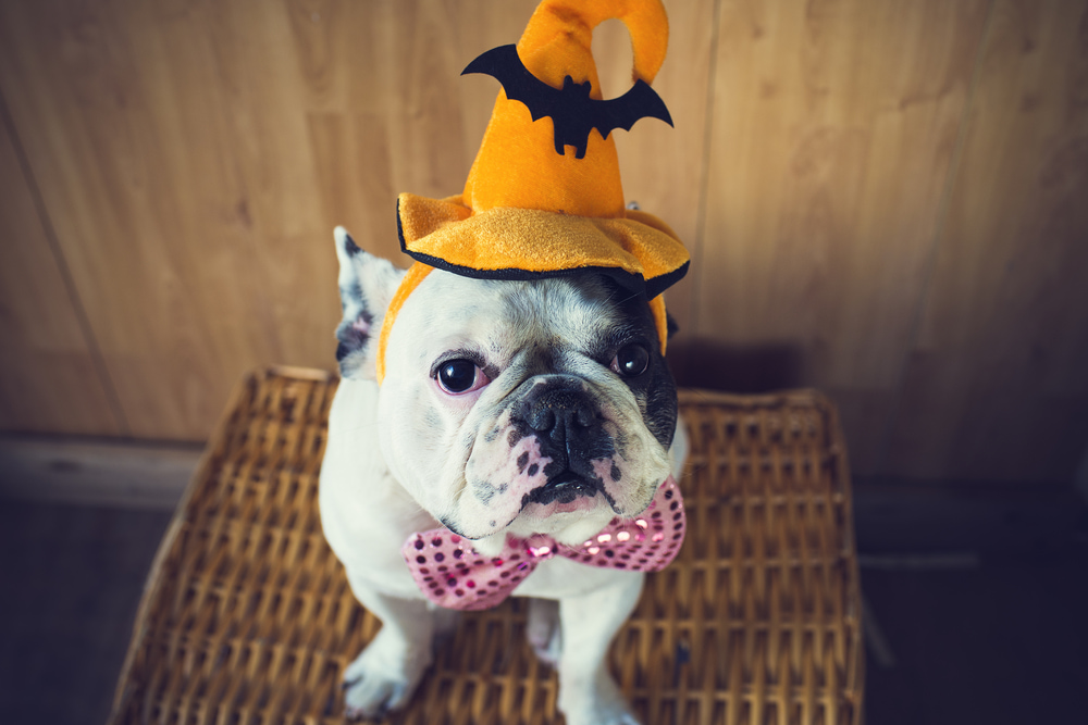 Avoiding the Halloween Scaries: 6 Tips to Prevent Pet Stress Avoiding the Halloween Scaries: 6 Tips to Prevent Pet Stress