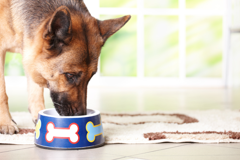 Older German Shepherd eating food