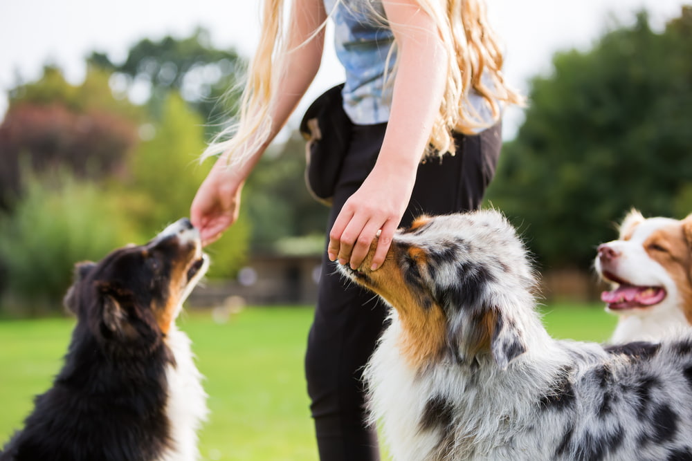 Woman giving dogs supplement treats