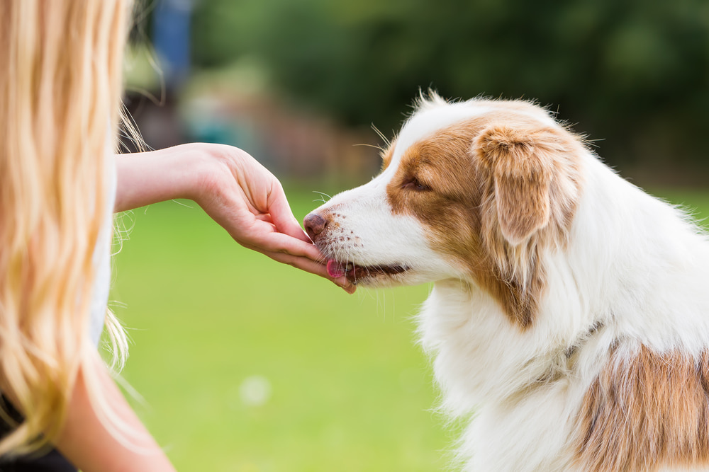 Woman giving dog chamomile treat