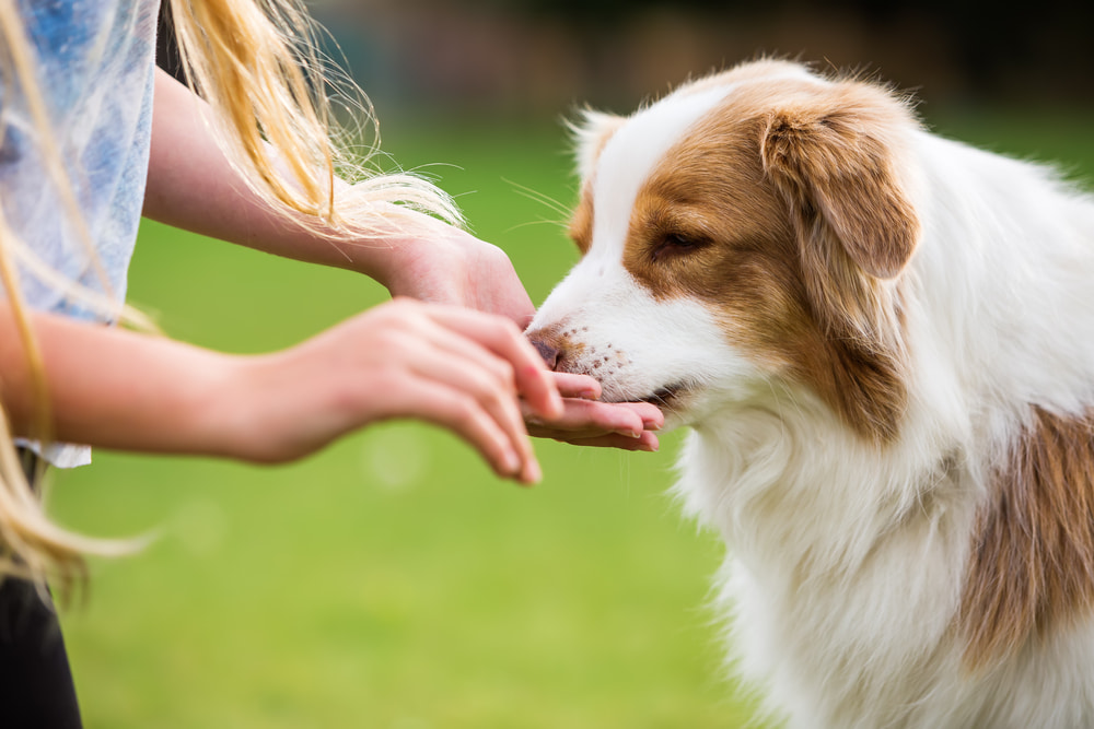 Vegan Dog Chews: What to Look For On the Label Vegan Dog Chews: What to Look For On the Label