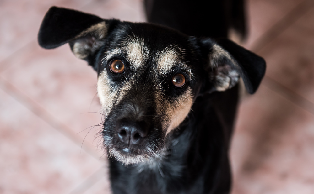 Anxious dog looking at camera