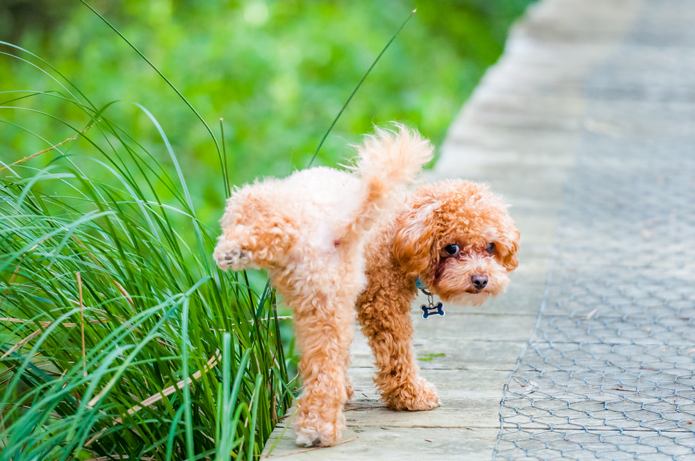 Dog peeing in grass outside