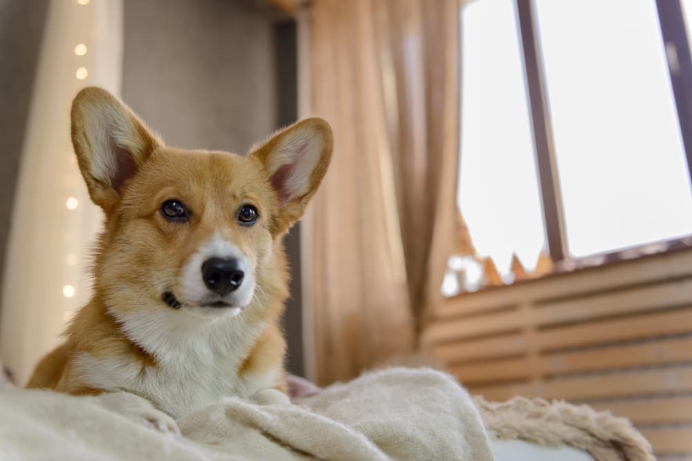 Corgi dog on bed