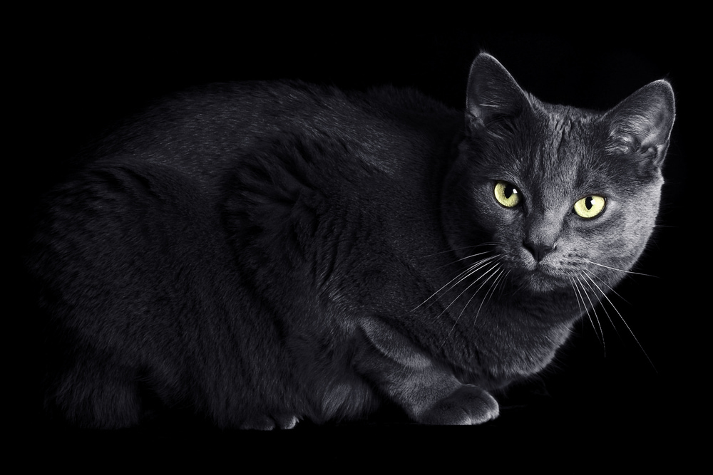 Black cat stressed on Halloween