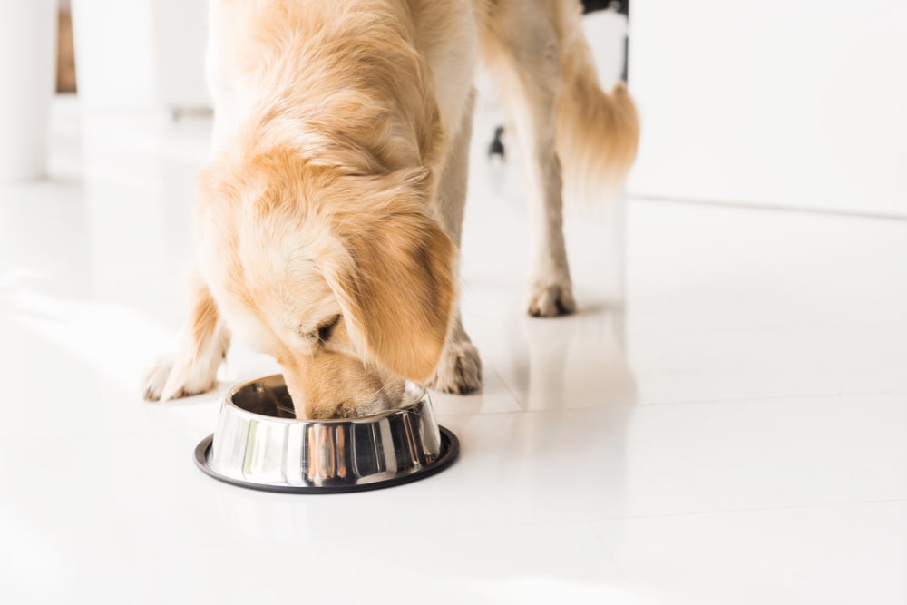 Dog eating from bowl
