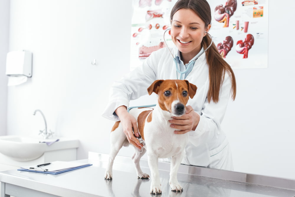 Veterinarian checking Jack Russell
