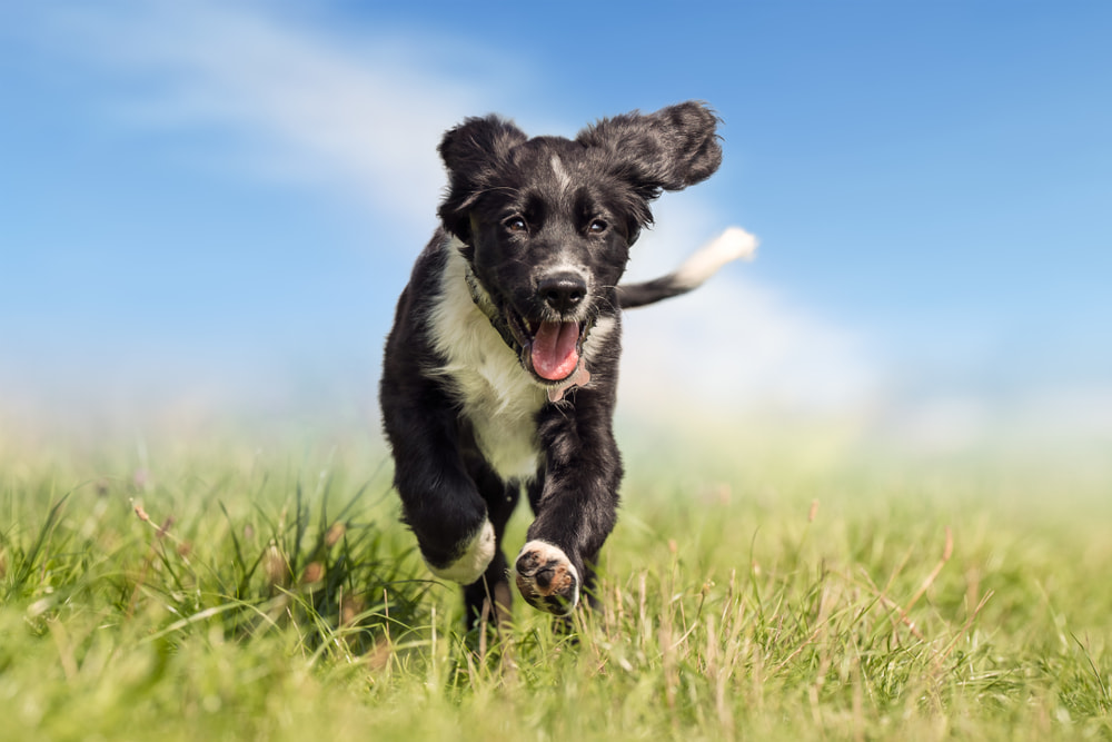 MSM for Dogs: What Exactly Is It? MSM for Dogs: What Exactly Is It?