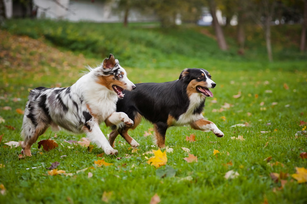 Two dogs running outside