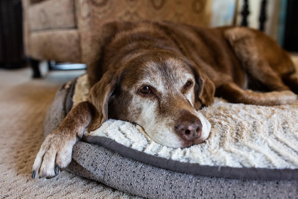 Old dog on orthopedic bed