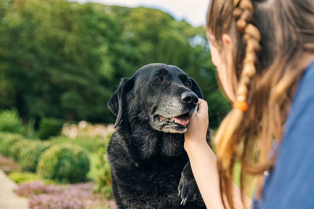 Senior Dog Adoption Checklist Senior Dog Adoption Checklist