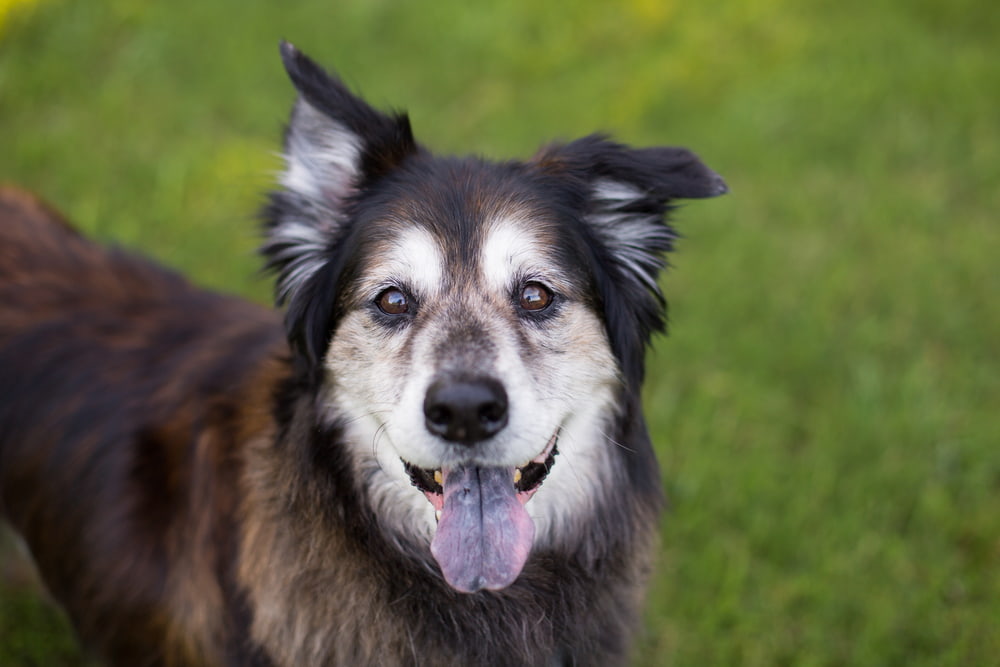 5 Dog Behavior Changes to Watch for in Aging Pets 5 Dog Behavior Changes to Watch for in Aging Pets