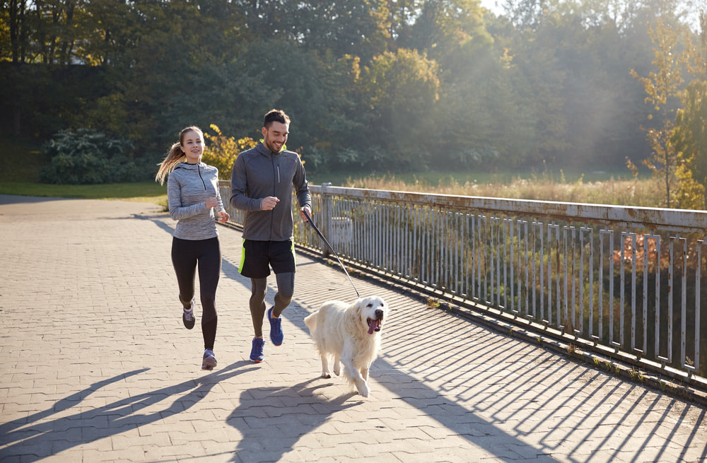 Senior dog running with people