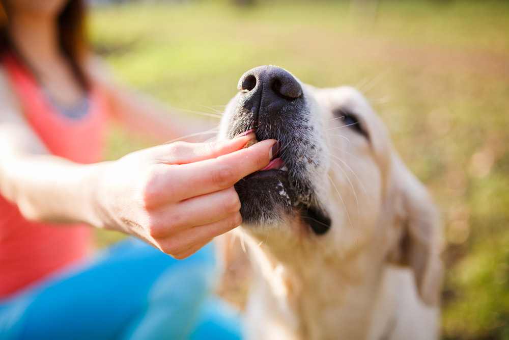 Woman feeding dog calming treat