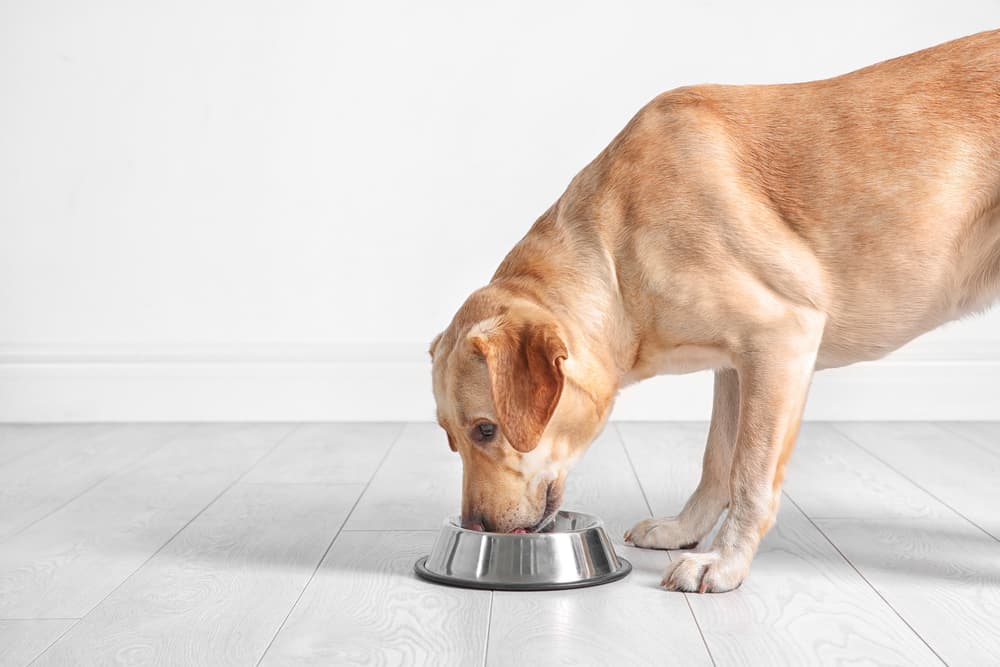 Dog eating from food bowl
