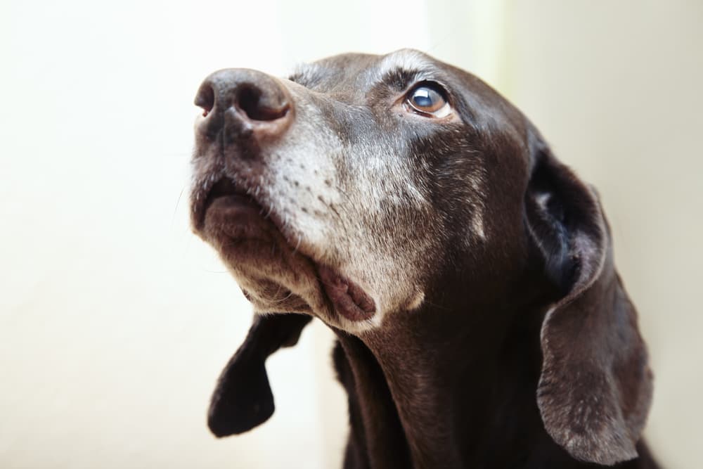 Sweet senior dog looking up